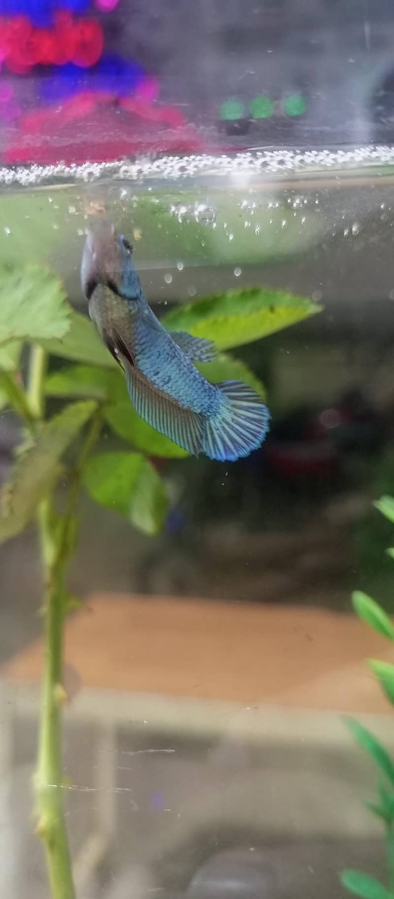 Betta Mettalic 2