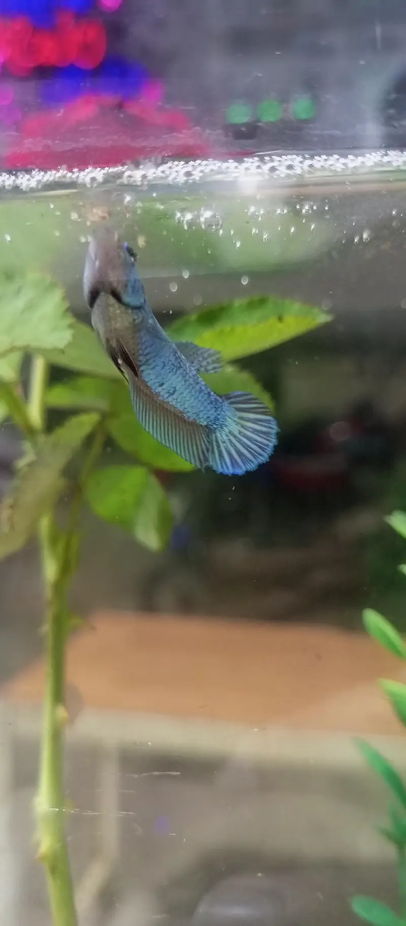 Betta Mettalic — photo 3