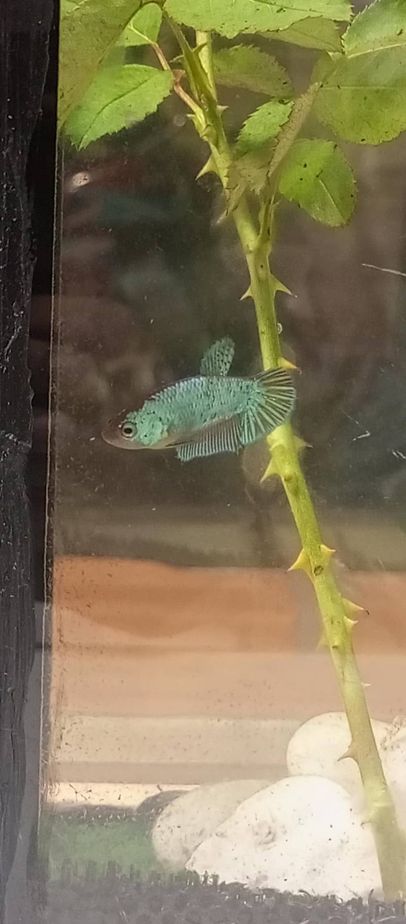Betta Mettalic 3