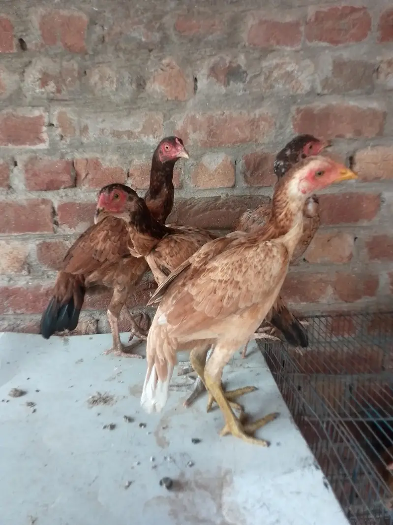 Mianemwali Aseel Madi/ pathiyan /hens — photo 2