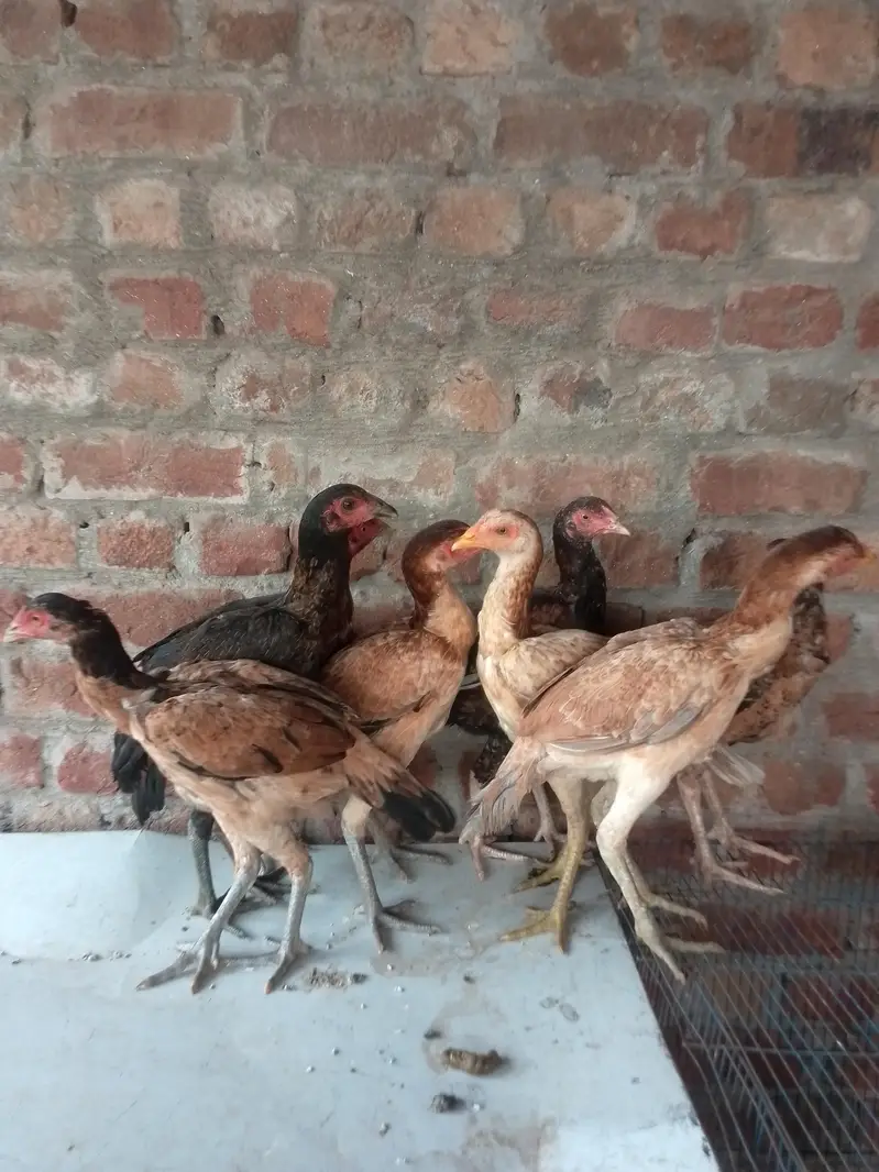 Mianemwali Aseel Madi/ pathiyan /hens — photo 3