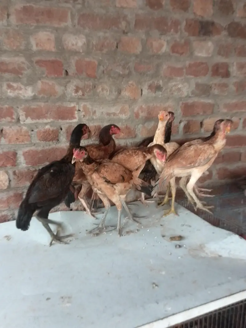 Mianemwali Aseel Madi/ pathiyan /hens — photo 4
