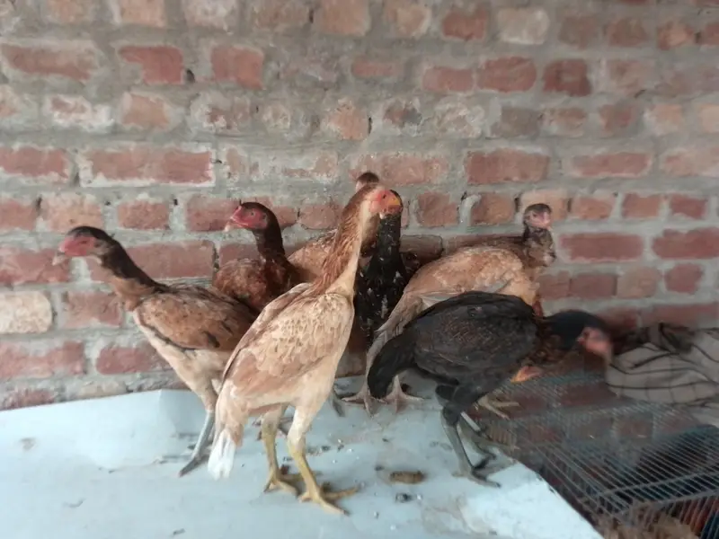 Mianemwali Aseel Madi/ pathiyan /hens — photo 5