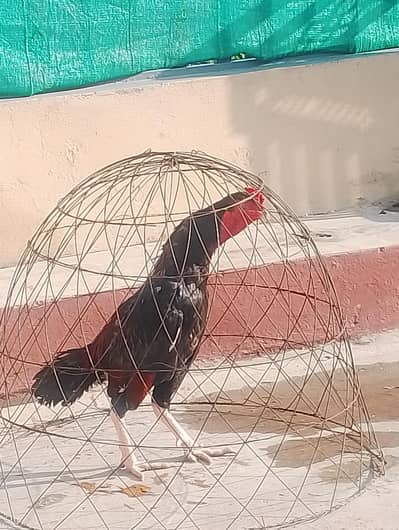 maiwali lakha