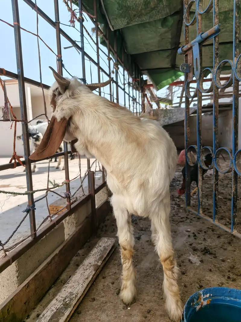 bakre for selle full active and healthy urgent for sale — photo 10