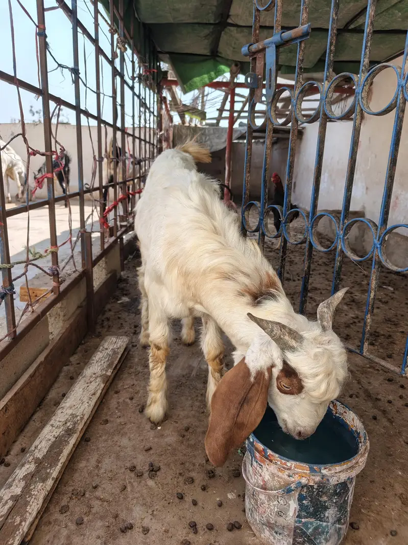 bakre for selle full active and healthy urgent for sale — photo 12
