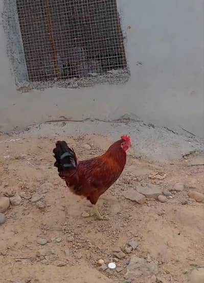 hens for sale
