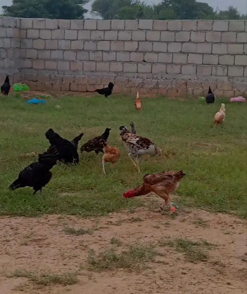 hens for sale — photo 2