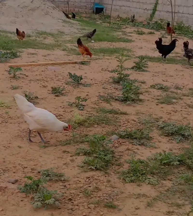 hens for sale — photo 3