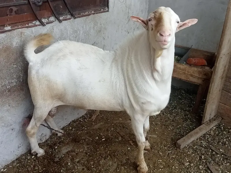 Mashallah Rushain Bredar Male — photo 2