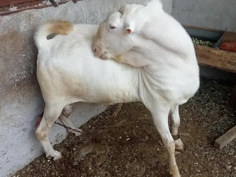 Mashallah Rushain Bredar Male — photo 3