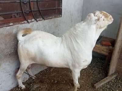 Mashallah Rushain Bredar Male