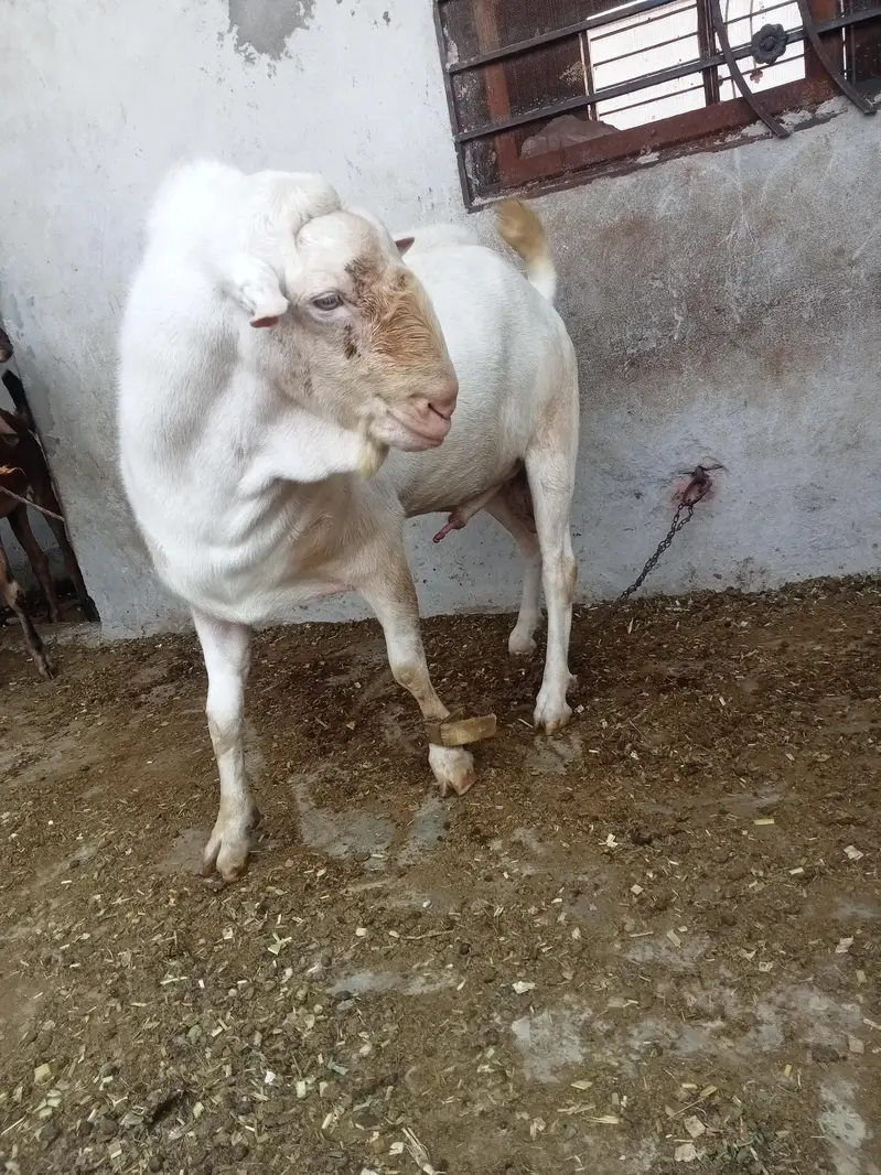 Mashallah Rushain Bredar Male — photo 5