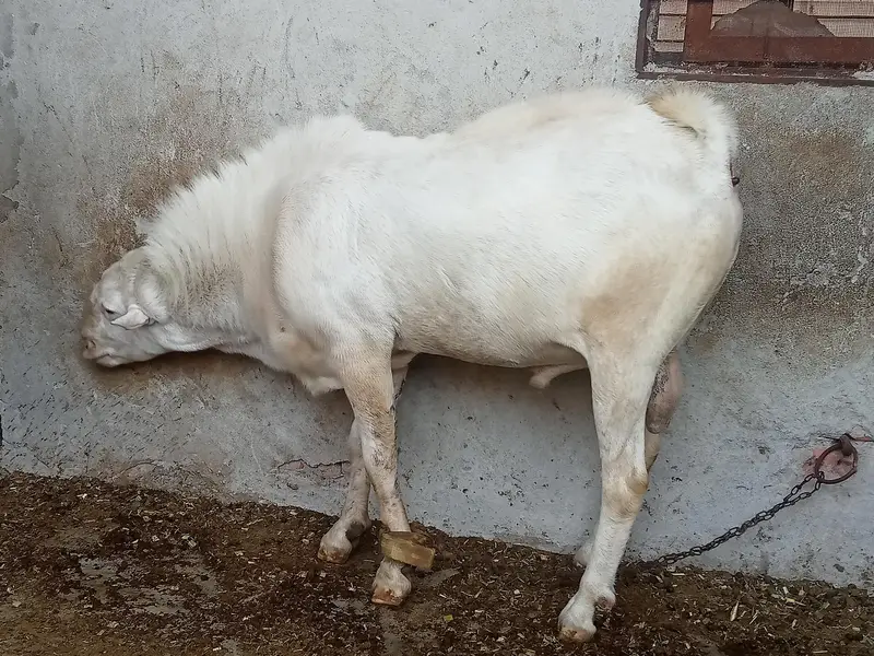 Mashallah Rushain Bredar Male — photo 6
