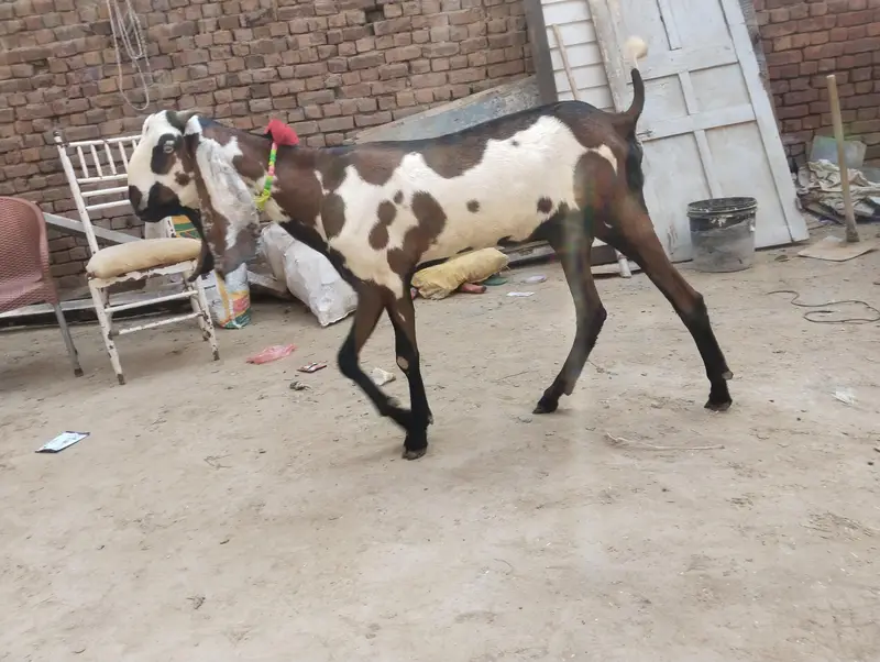 goat 03.09. 470.2754. . — photo 2
