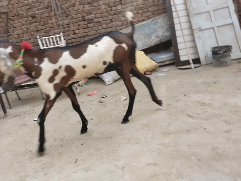 goat 03.09. 470.2754. . — photo 3