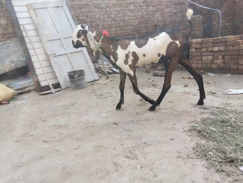 goat 03.09. 470.2754. . — photo 4