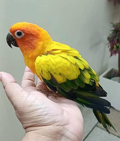 Sun conure Male