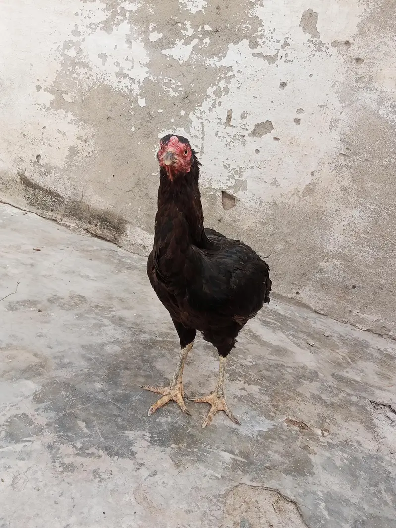 Desi Aseel Murgi murga — photo 4