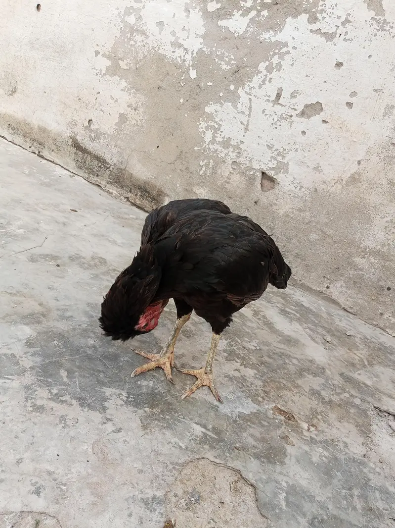 Desi Aseel Murgi murga — photo 5