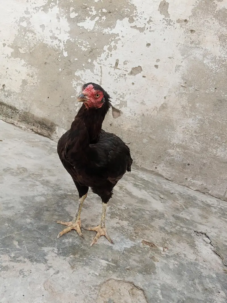 Desi Aseel Murgi murga — photo 6