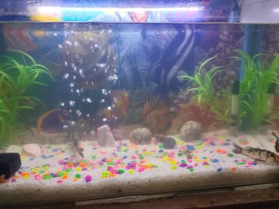 aquarium