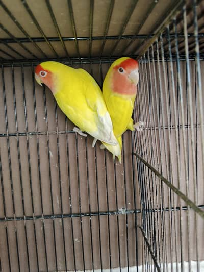 Love Birds