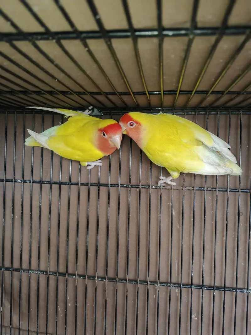 Love Birds — photo 2