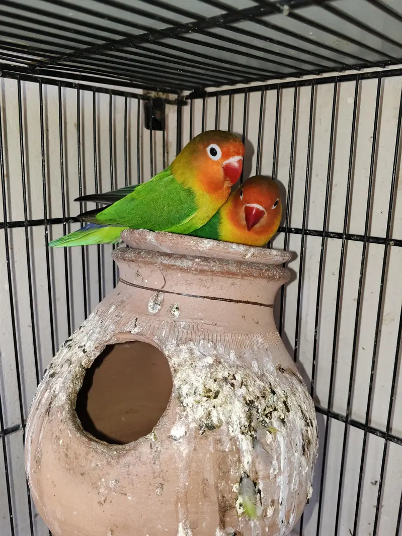 Love Birds — photo 3