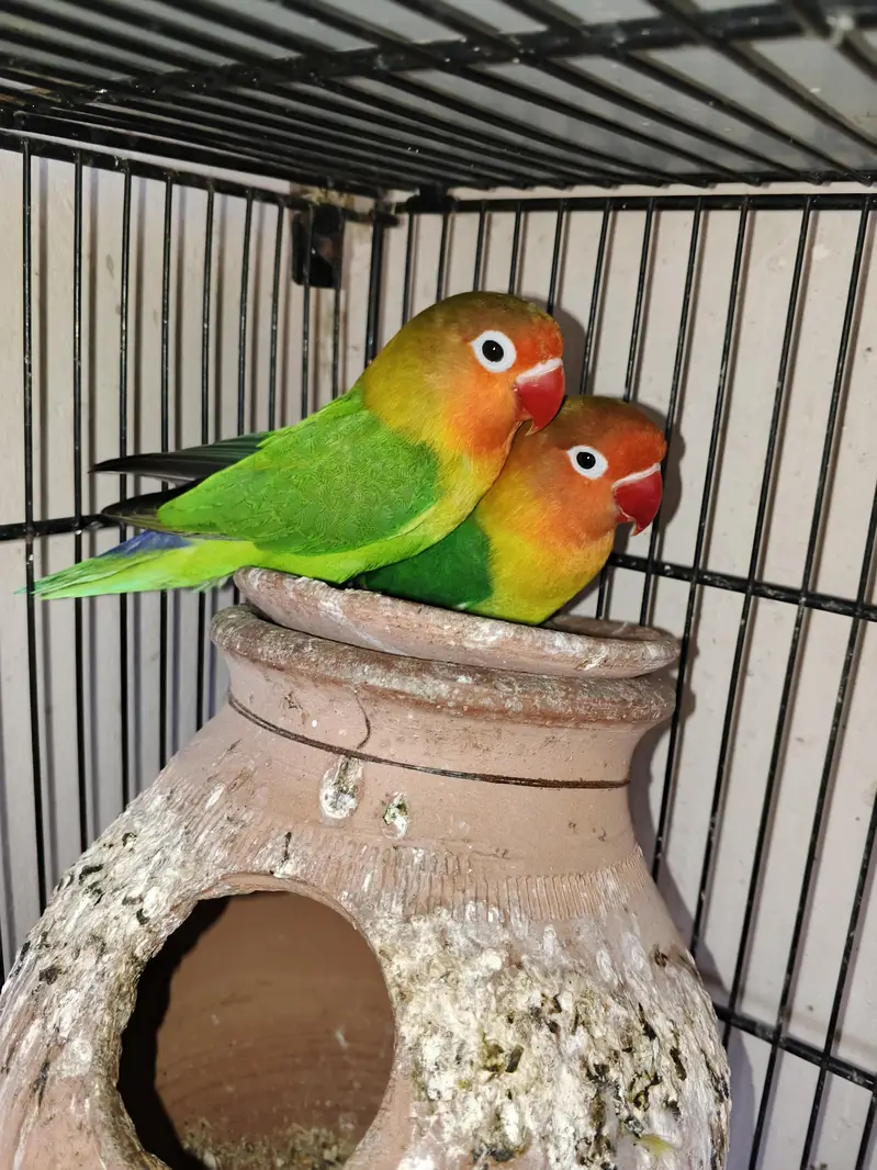 Love Birds — photo 4