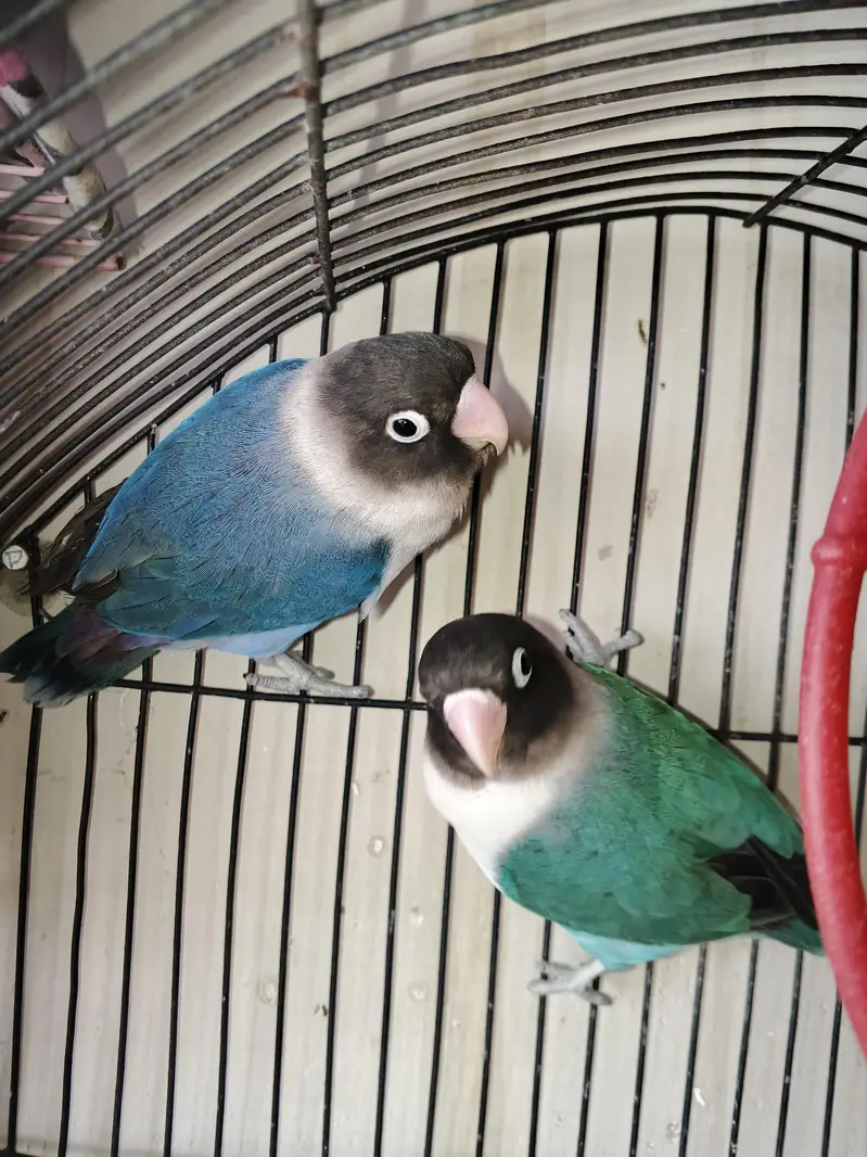Love Birds — photo 5