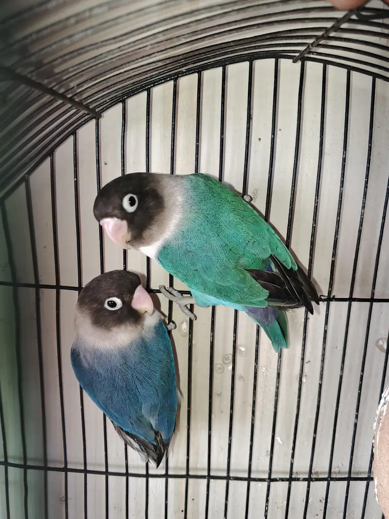 Love Birds — photo 6