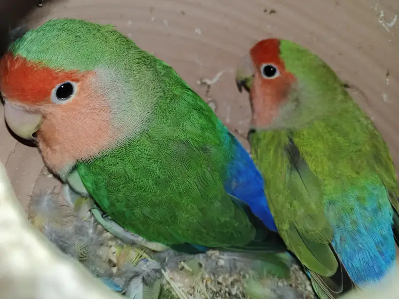 Love Birds — photo 7