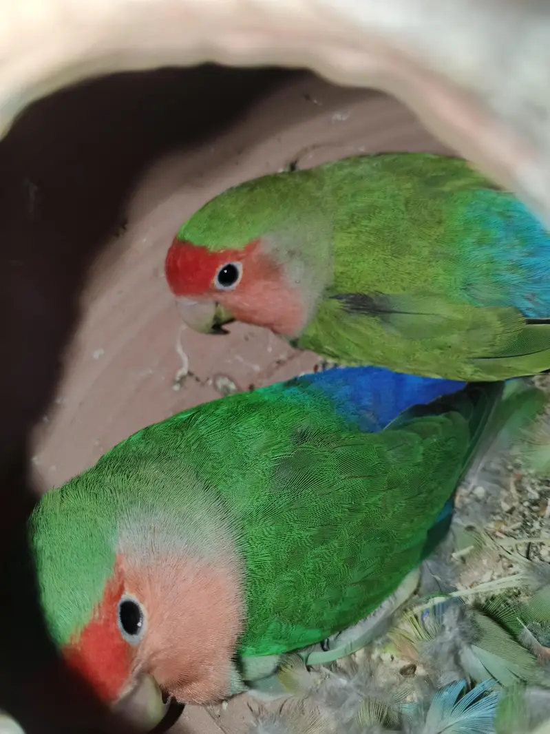 Love Birds — photo 8