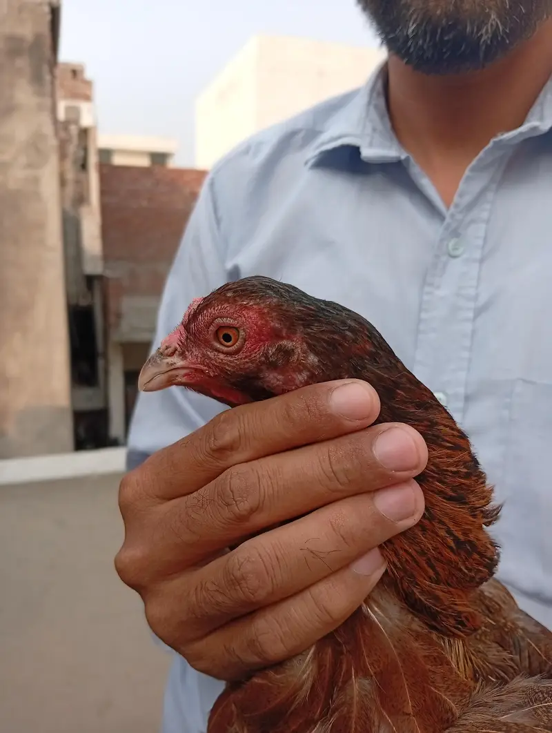 aseel Madi and 1 chiks — photo 2