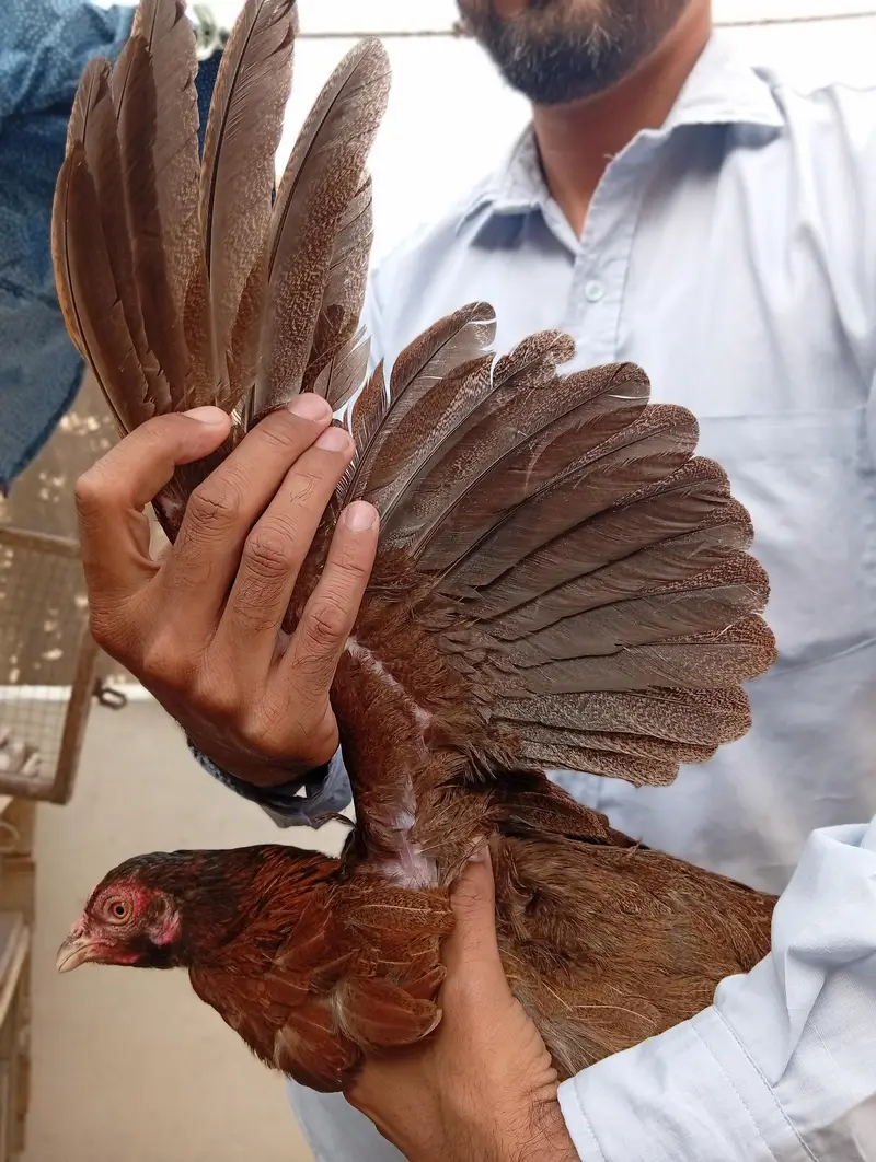 aseel Madi and 1 chiks — photo 3