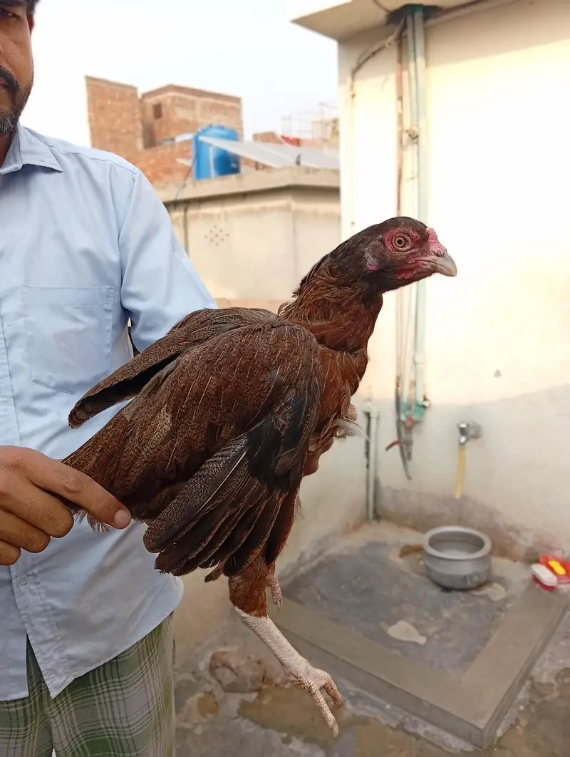 aseel Madi and 1 chiks — photo 5