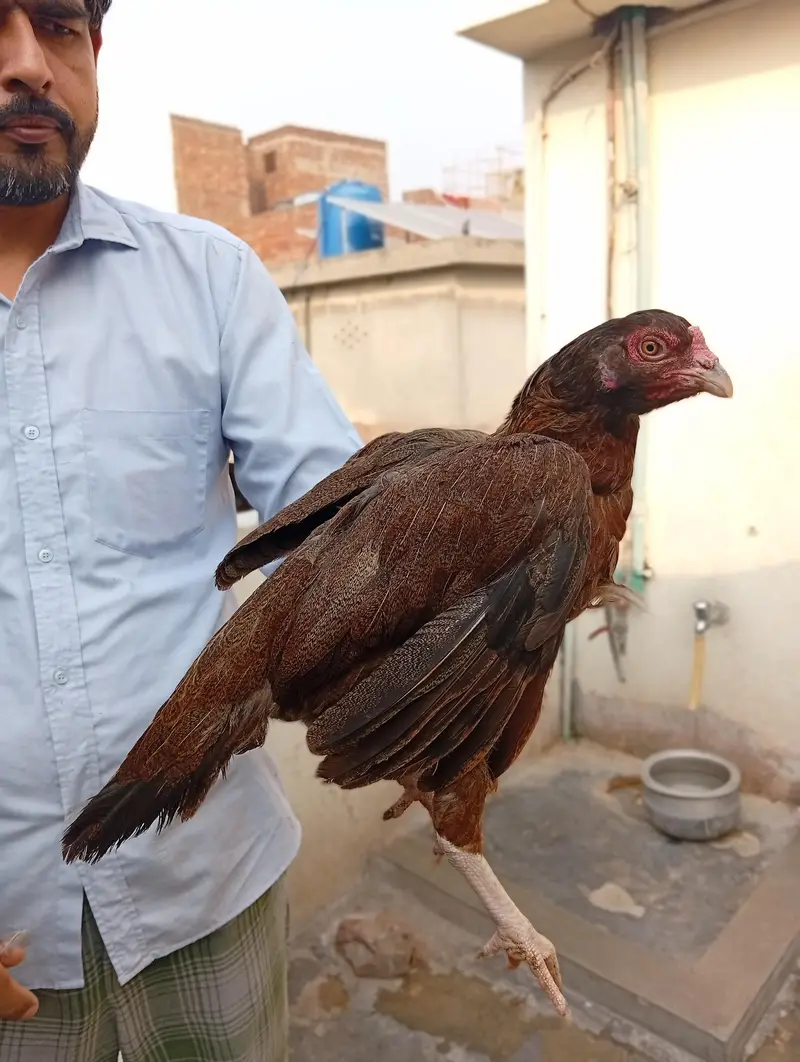 aseel Madi and 1 chiks — photo 6
