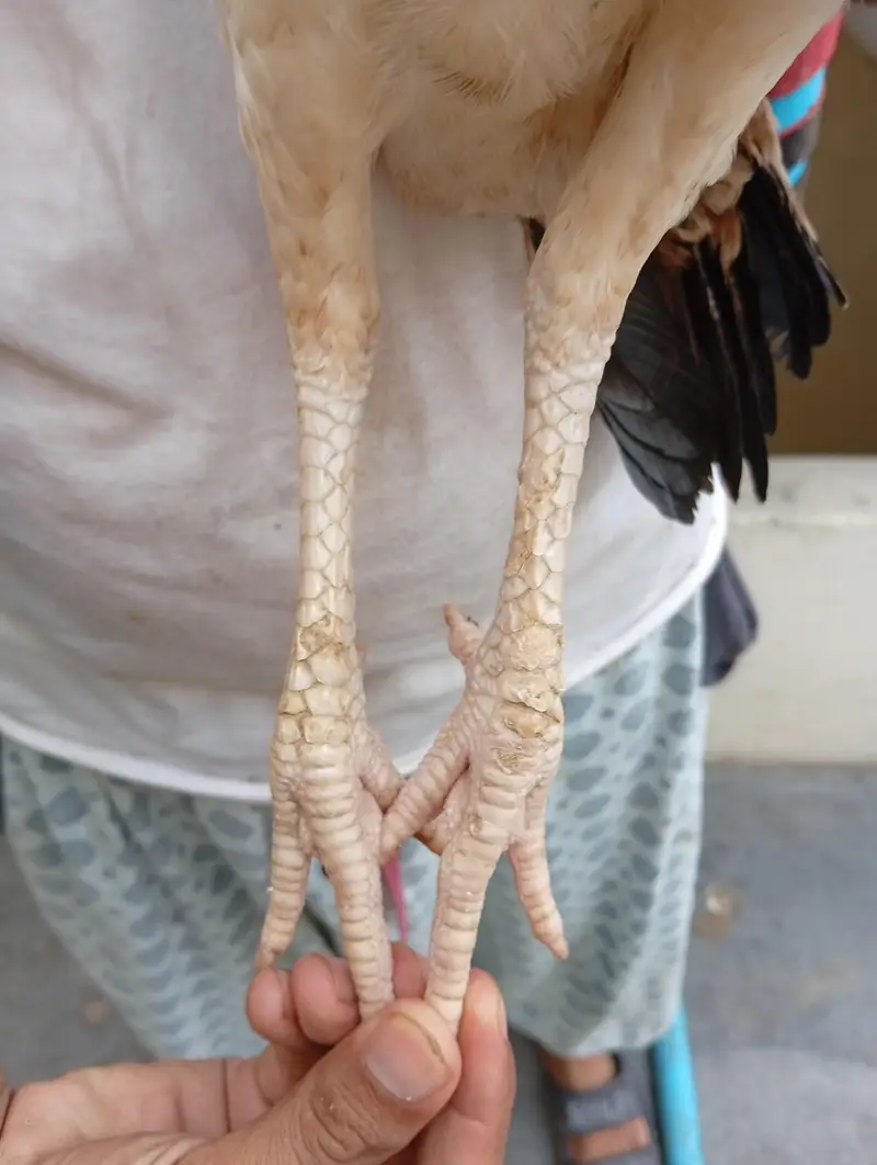 aseel Madi and 1 chiks — photo 11