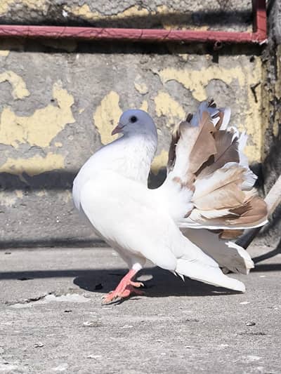 FANCY LUCKY MALE