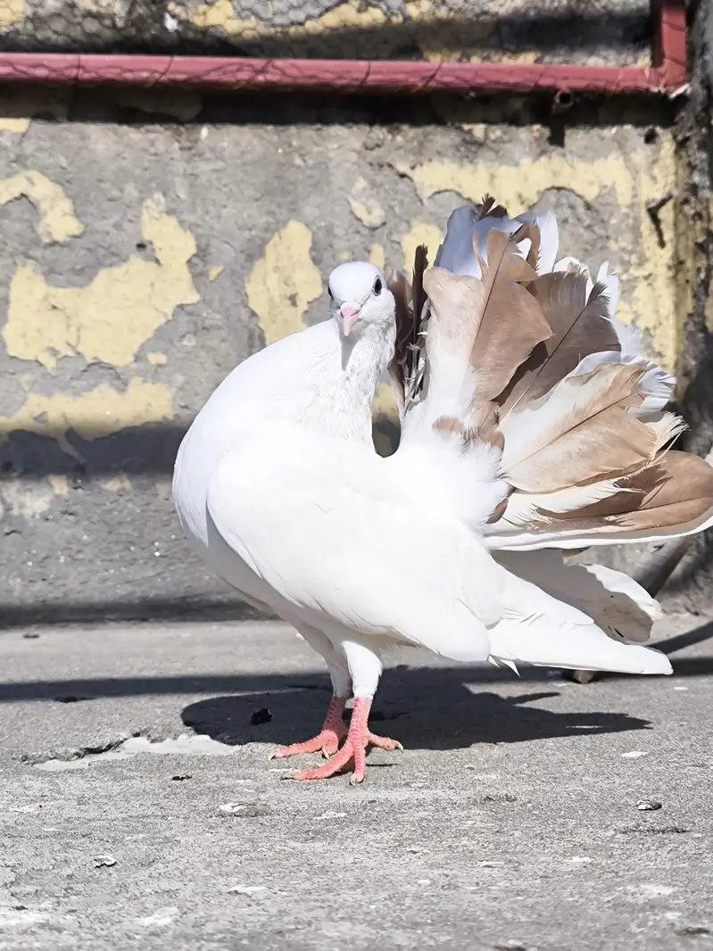 FANCY LUCKY MALE — photo 2