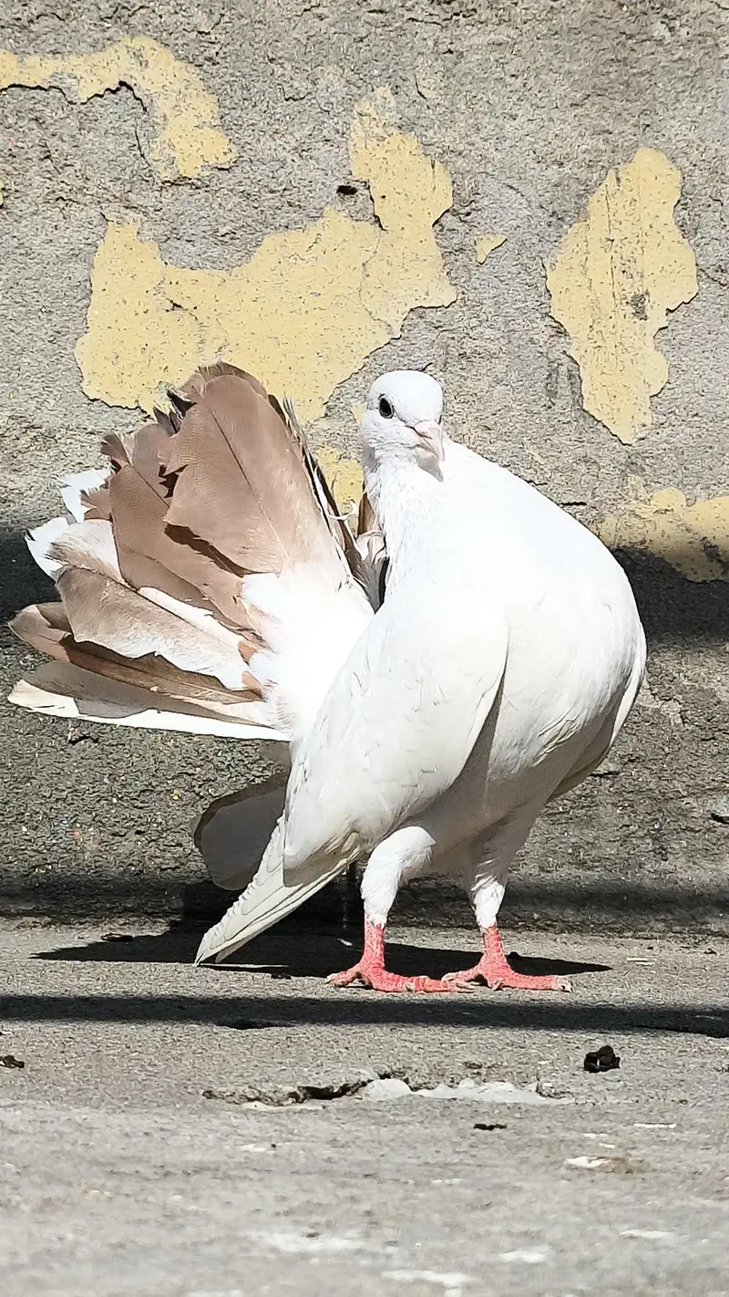 FANCY LUCKY MALE — photo 3