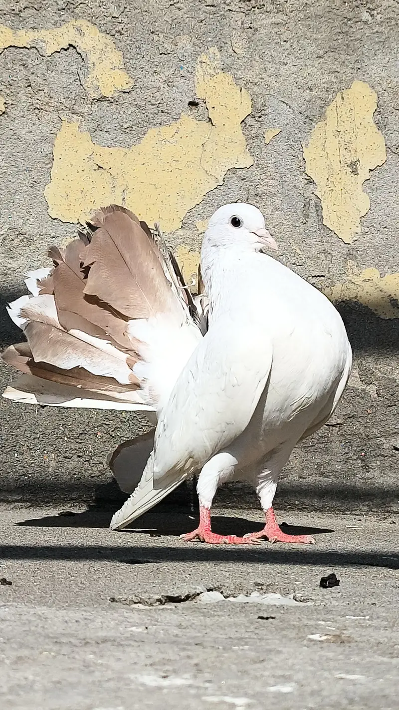 FANCY LUCKY MALE — photo 4