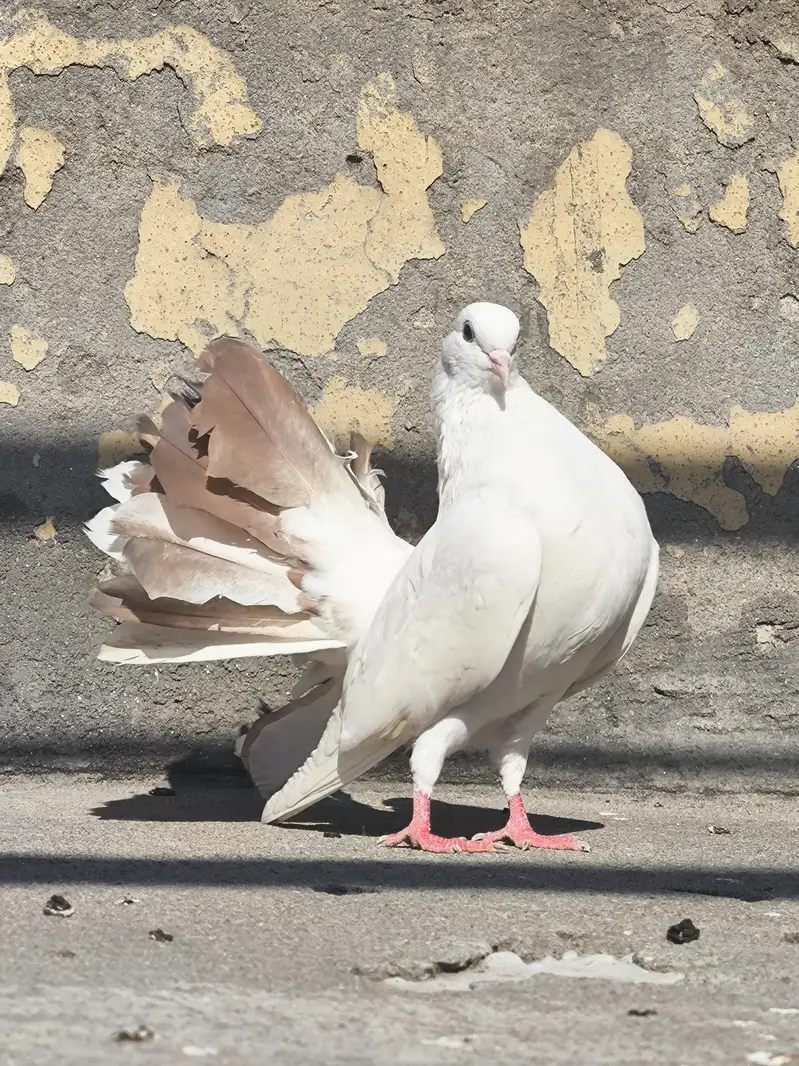 FANCY LUCKY MALE — photo 5
