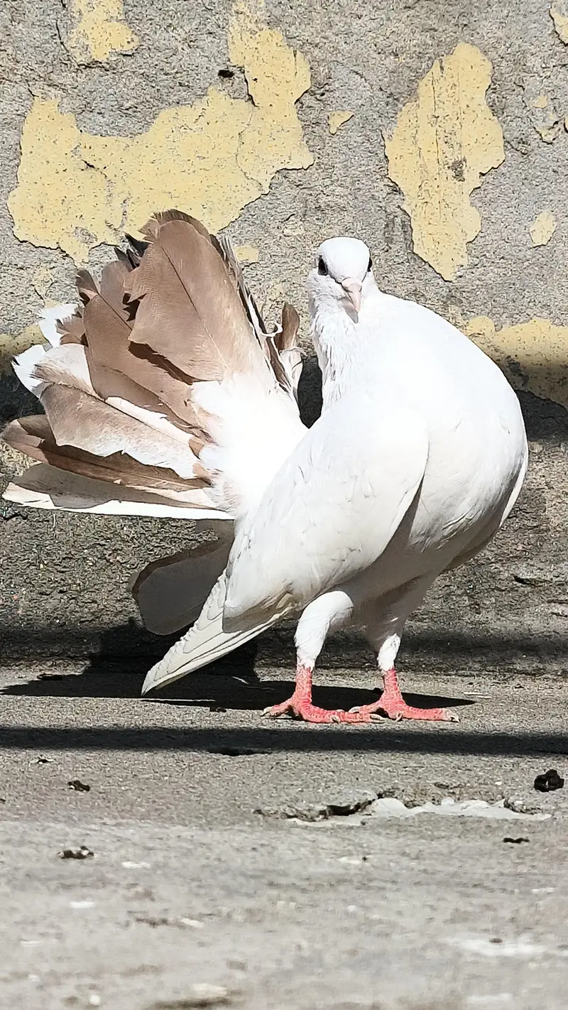 FANCY LUCKY MALE — photo 6