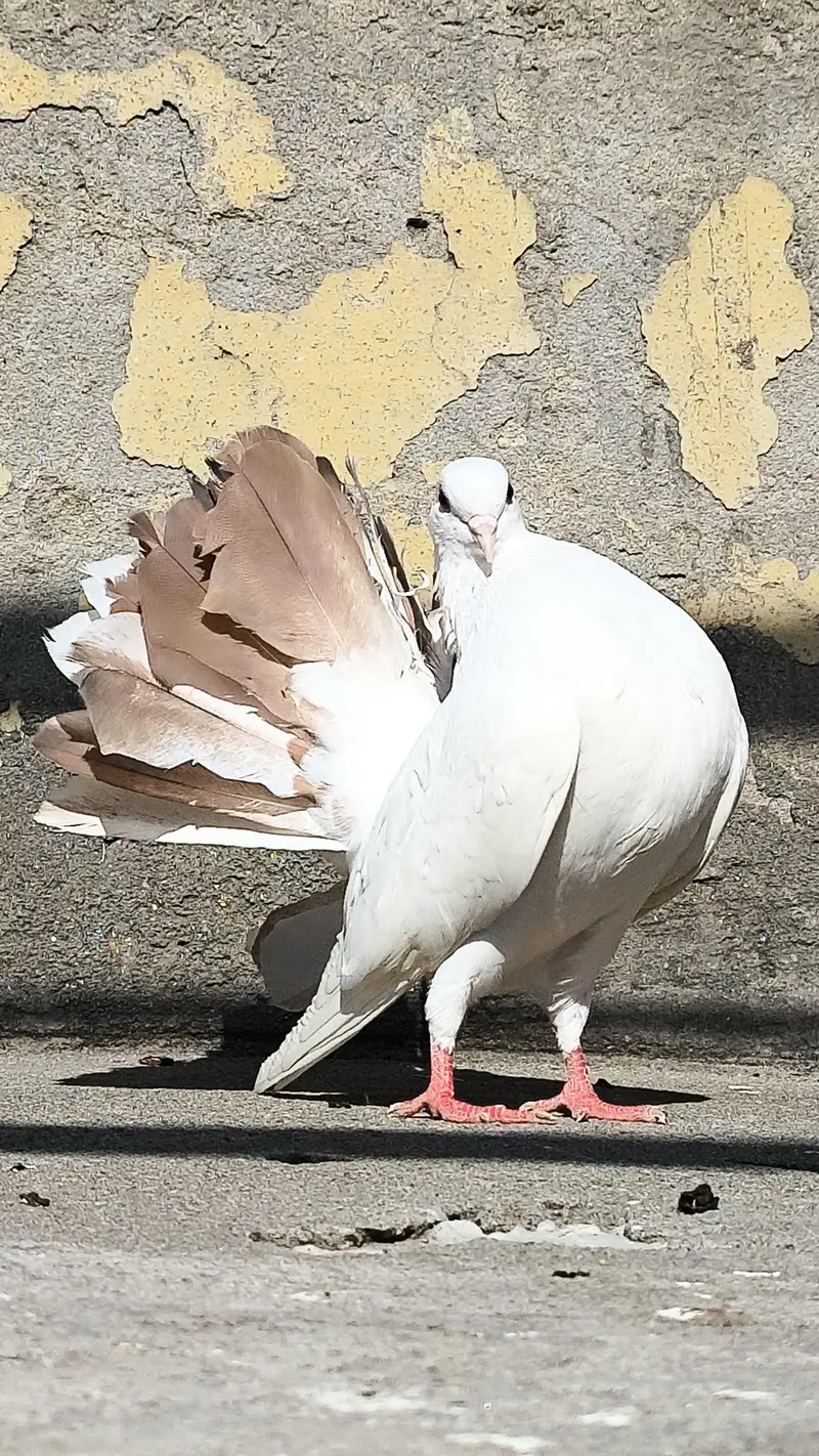 FANCY LUCKY MALE — photo 7