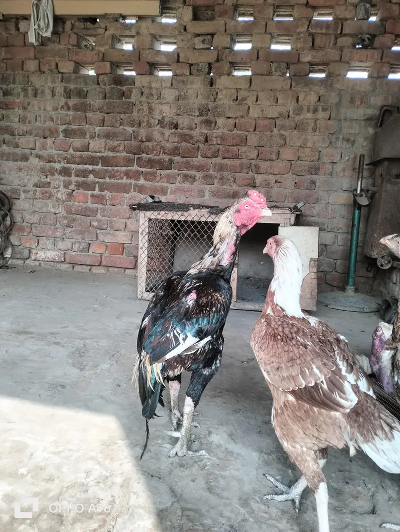اصیل مرغیاں مناسب قیمت پر دستیاب — photo 3