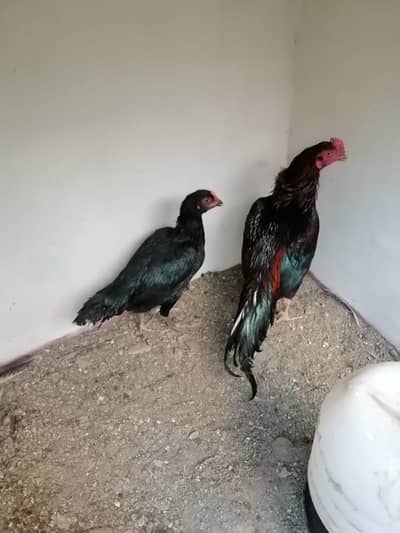 Pure Aseel Chicks