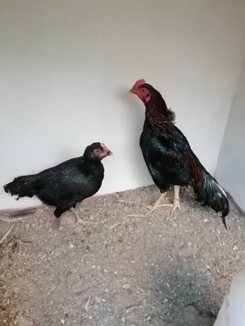 Pure Aseel Chicks — photo 2