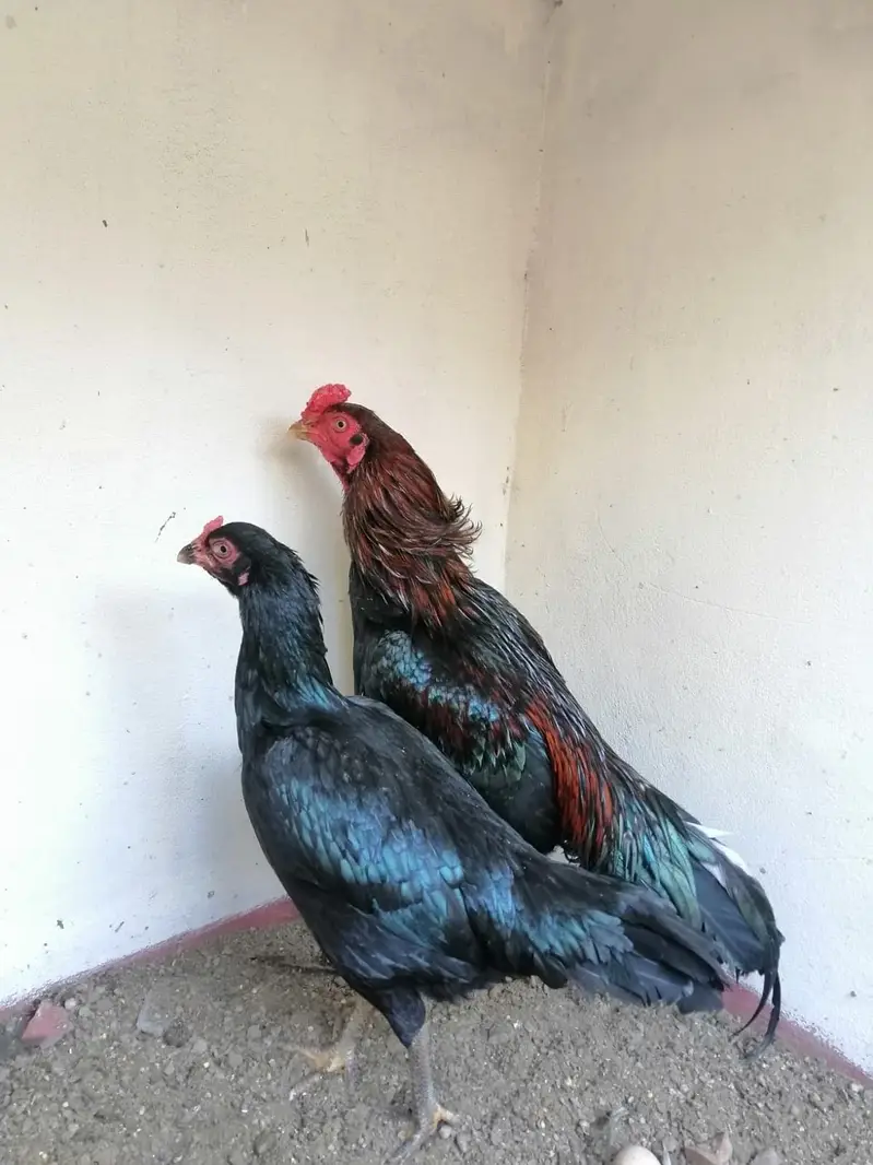 Pure Aseel Chicks — photo 3